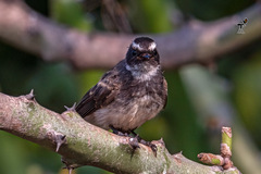 Rhipidura albogularis