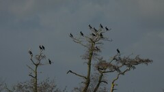 Phalacrocorax carbo sinensis