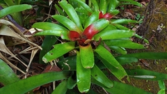 Neoregelia