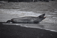 Hydrurga leptonyx