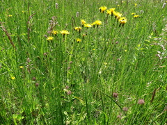 Crepis paludosa