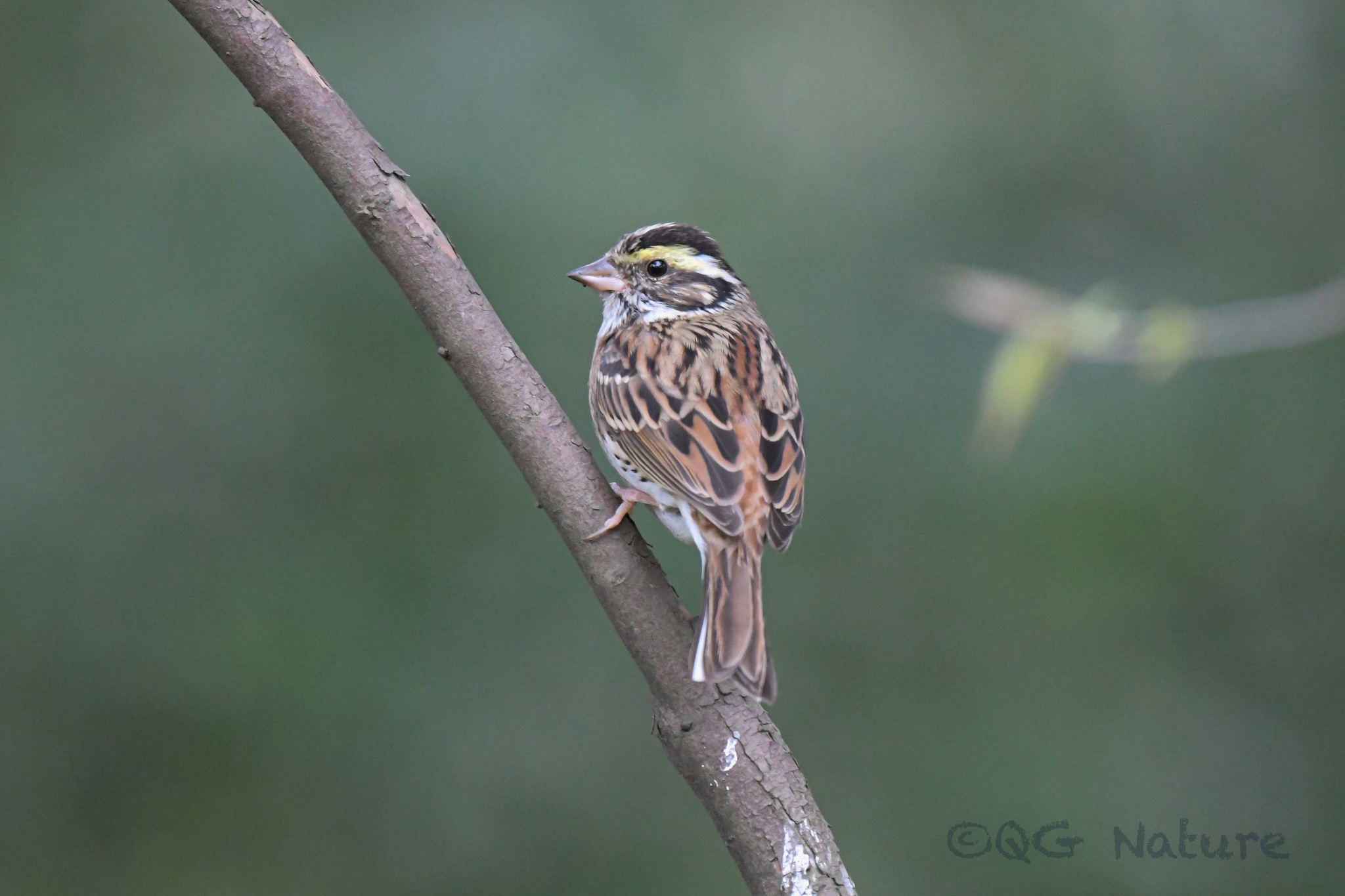 Yellow-browed Bunting