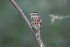 Emberiza chrysophrys