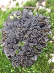 Lathagrium auriforme