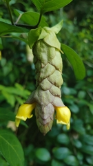 Gmelina philippensis