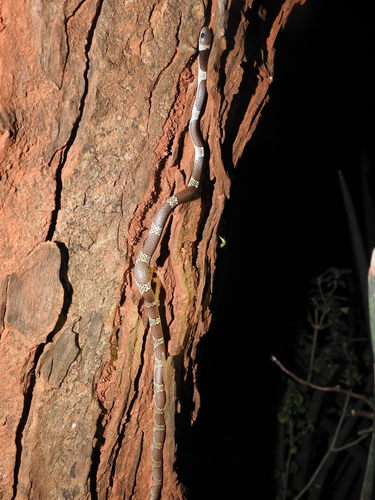 Vellore Bridal Snake