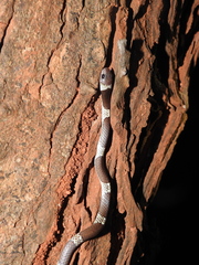 Lycodon nympha