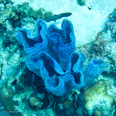 Callyspongia plicifera