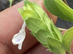 Tetramerium fruticosum