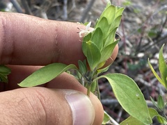 Tetramerium fruticosum