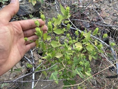 Tetramerium fruticosum