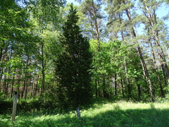 Juniperus communis