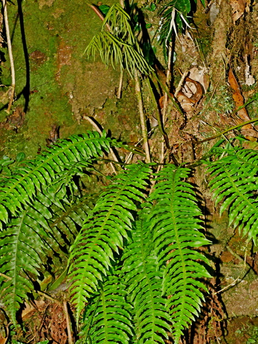 Plagiogyria stenoptera (Plagiogyria stenoptera)
