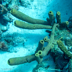 Bergia puertoricense