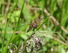 Libellula fulva