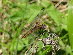Libellula fulva