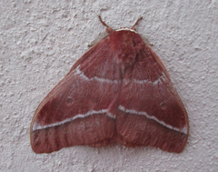 Gonimbrasia belina