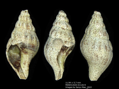 Buccinulum vittatum