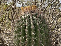 Ferocactus townsendianus