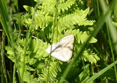Petrophora chlorosata
