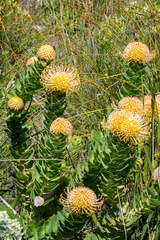 Leucospermum