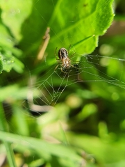 Araneidae