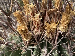 Ferocactus townsendianus