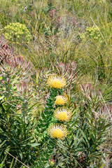 Leucospermum