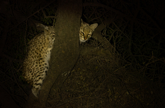 Leopardus geoffroyi