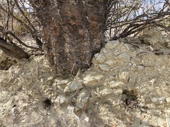 Ferocactus townsendianus