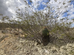 Ferocactus townsendianus