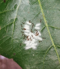 Monomorium floricola
