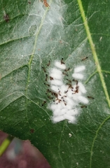 Monomorium floricola