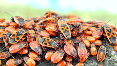 Pyrrhocoris apterus