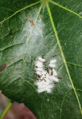 Monomorium floricola