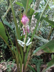 Musa campestris