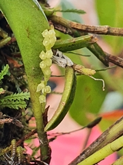 Stelis perpusilliflora