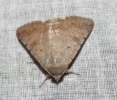 Pandesma