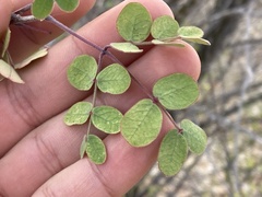 Erythrostemon pannosus