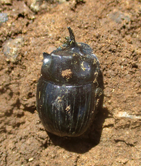 Copris elphenor