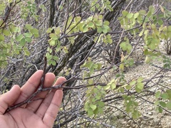 Erythrostemon pannosus