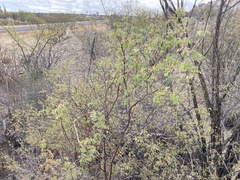 Erythrostemon pannosus