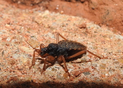 Ectomocoris