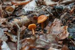 Rhodophana nitellina