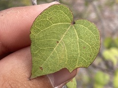 Gossypium davidsonii