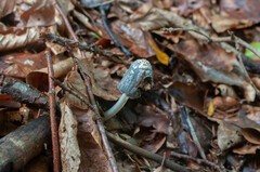 Coprinopsis episcopalis
