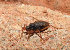 Ectomocoris