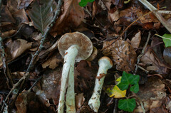 Cortinarius vulpinus
