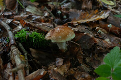 Cortinarius vulpinus