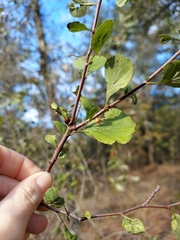 Crataegus michauxii